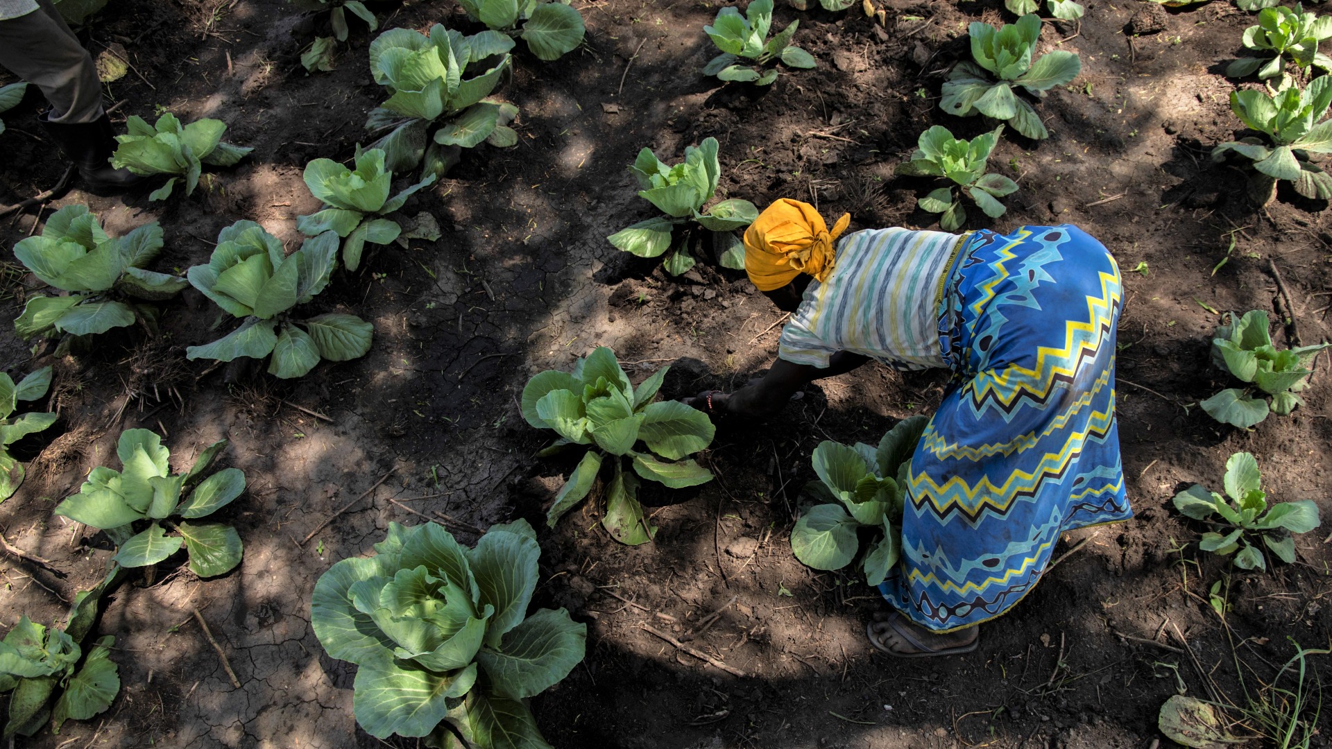 Livelihoods and food security